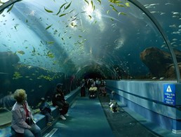 Image of Georgia Aquarium
